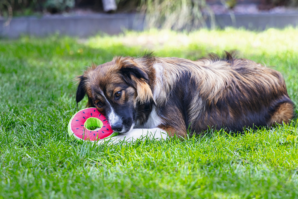 Fruity Donuts