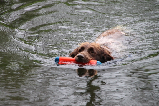 Chuckit! Amphibious Bumper M orange o. grün