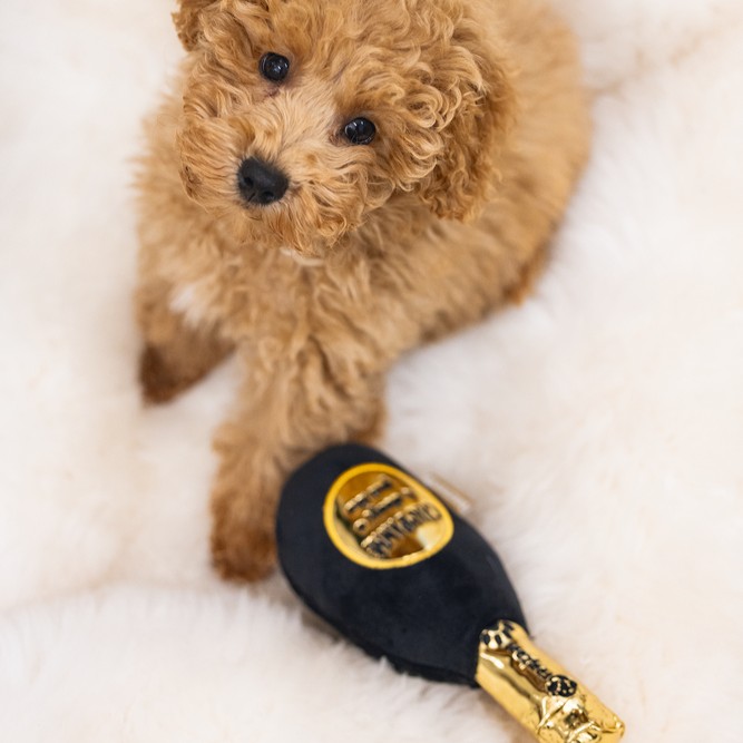 Hundespielzeug CHAMPAWNE