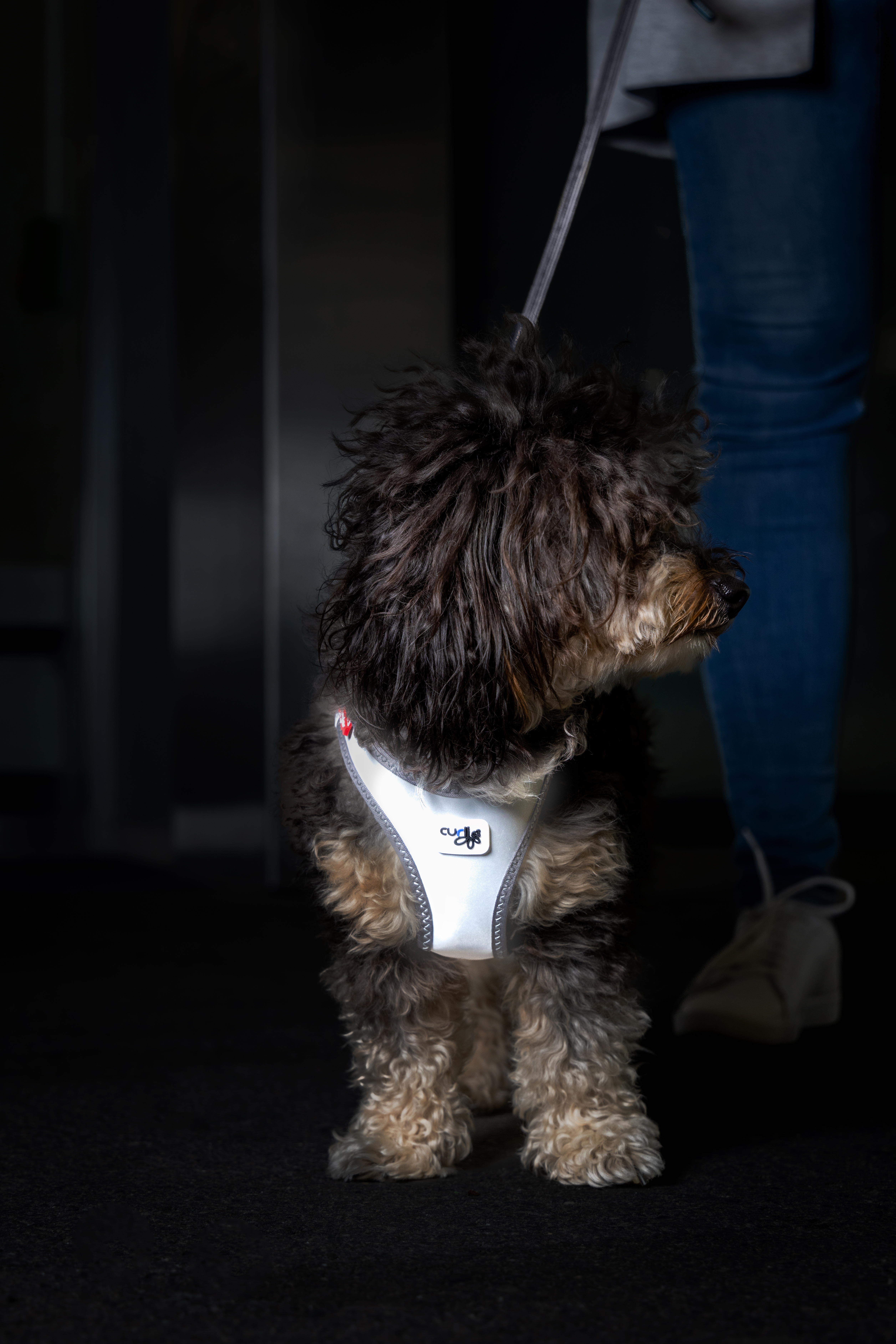 Glow curli Clasp Reflective Grey