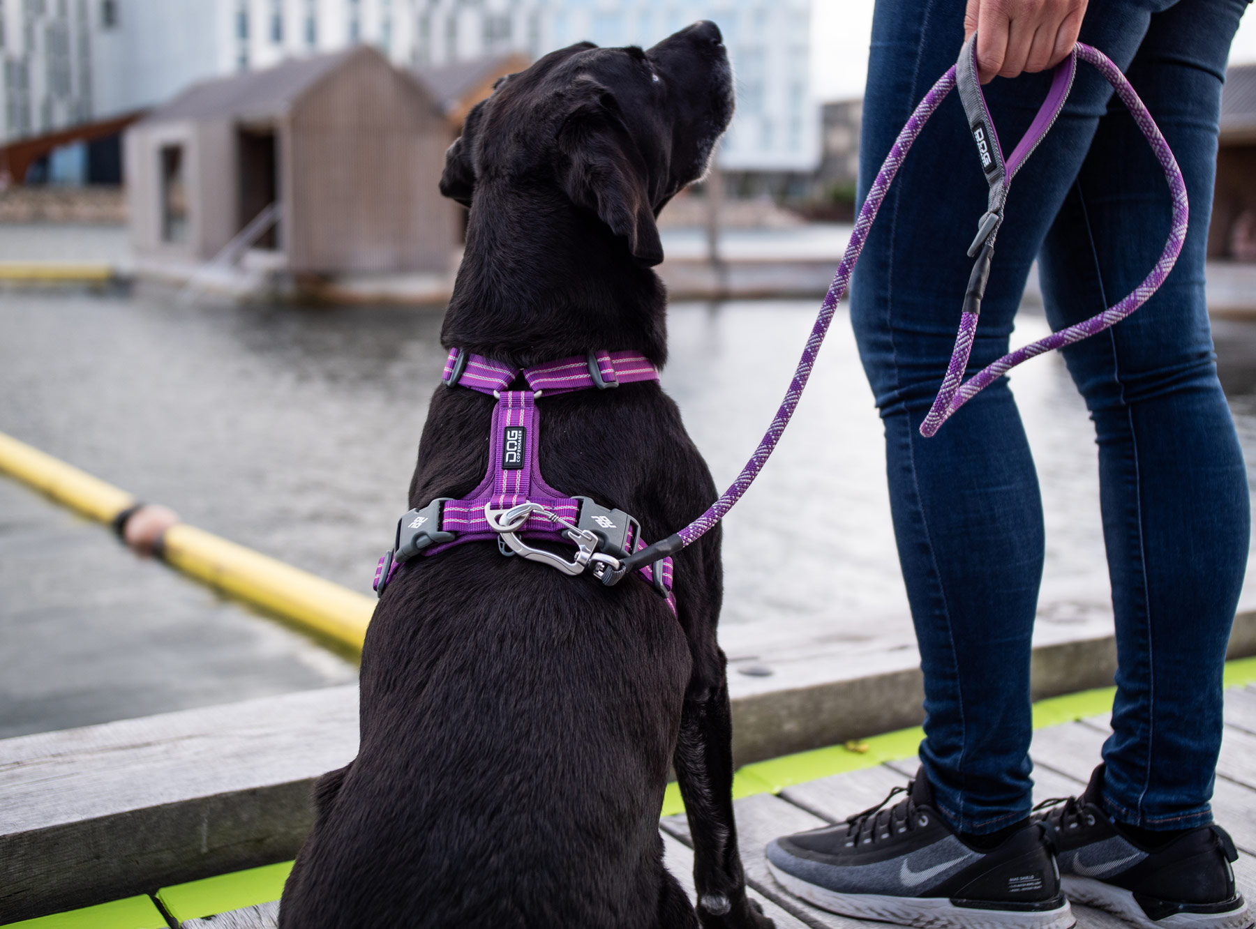 CWA-Harness-1-Outdoor-P1022225 V2 Walk Harness Air,Purple Passion , XL