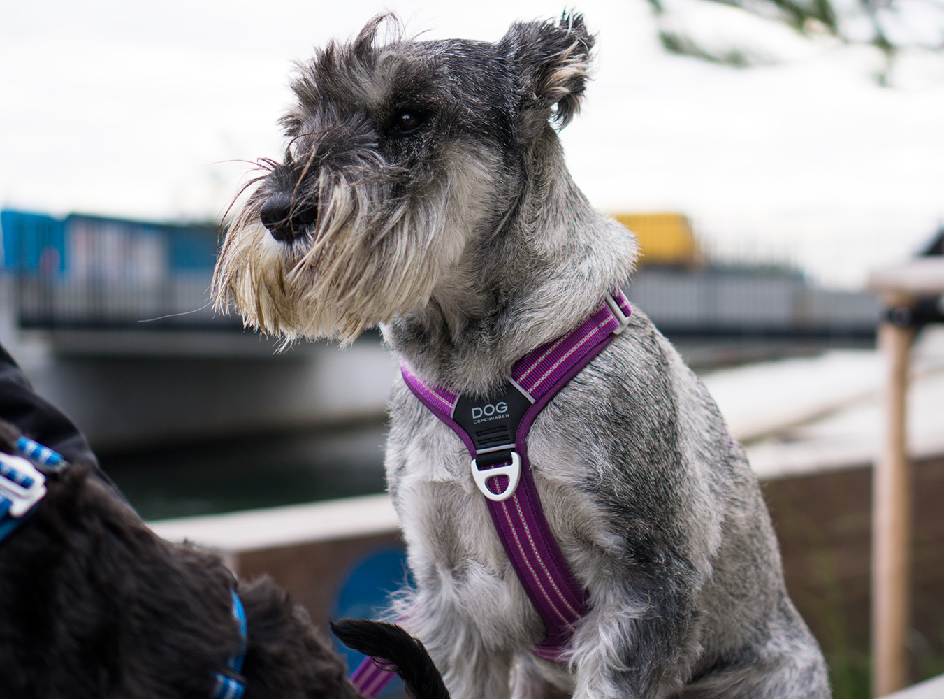 Comfort Walk Air Harness Purple Passion XL (Dog Copenhagen)