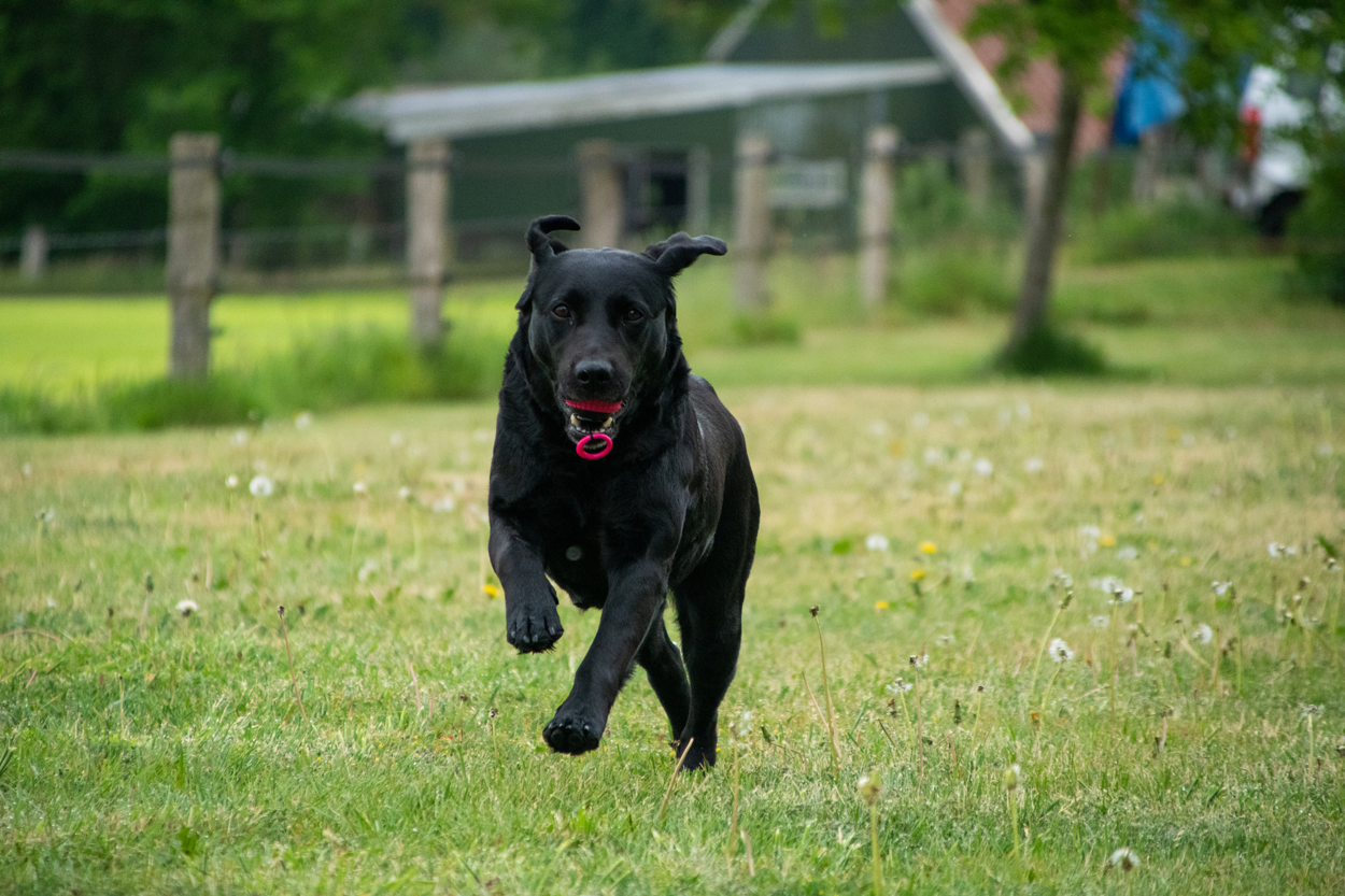 Dog Comets Blazar Jet