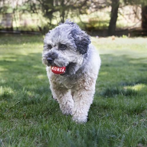 Kong Signature Ball