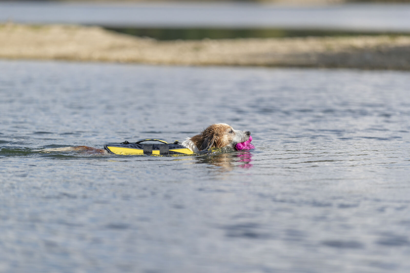 Schwimmweste für Hunde Schwimmweste für Hunde
