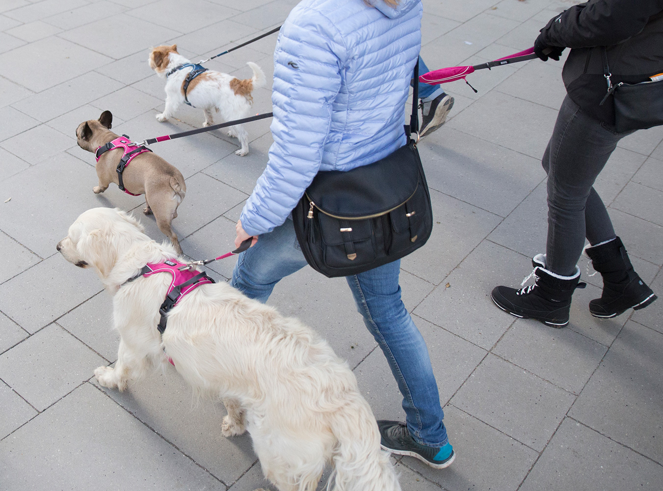 Comfort Walk Pro Harness Wild Rose XS (Dog Copenhagen)