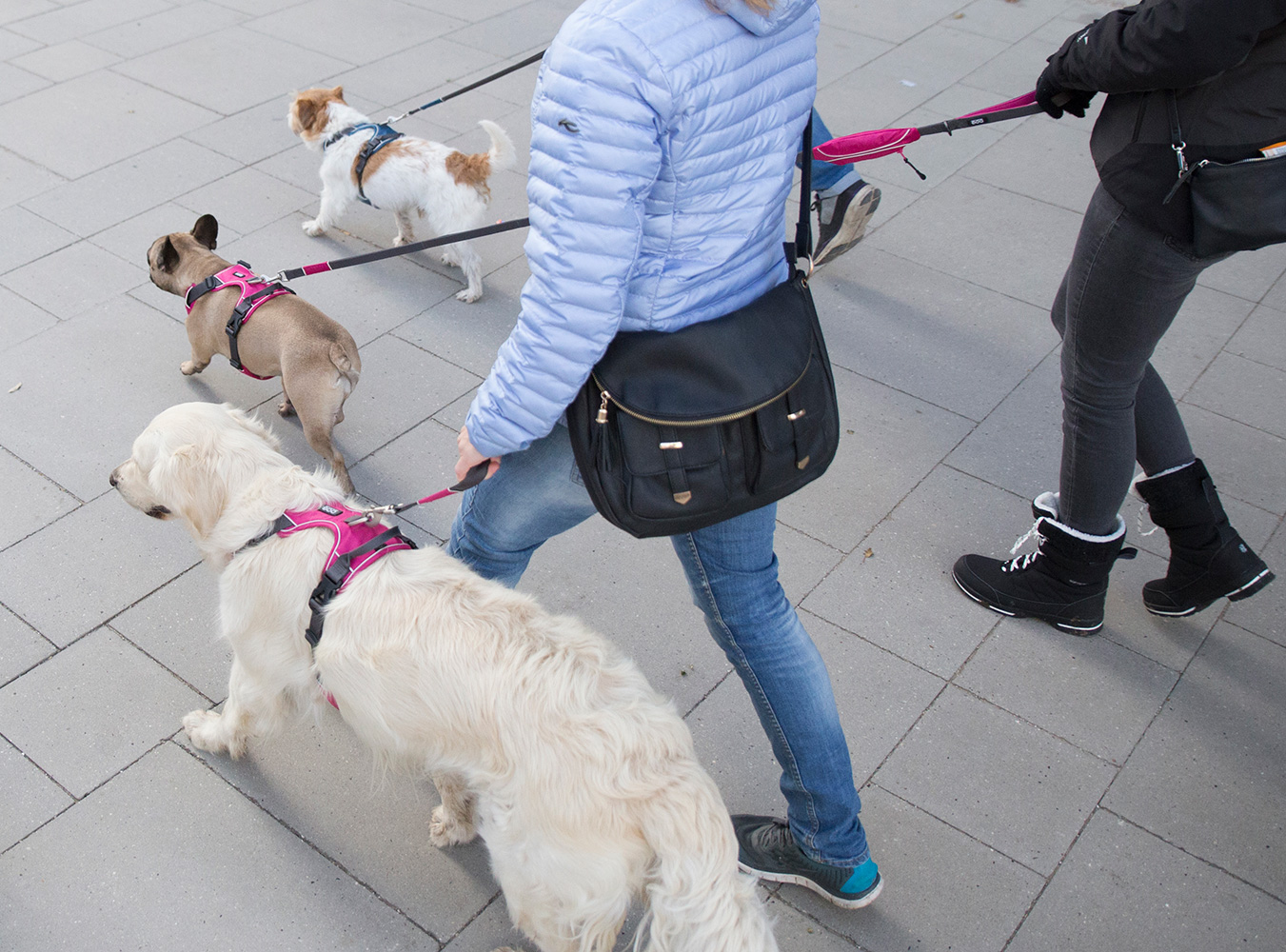 ComfortWalkPro_1-Outdoor_62805a0765f5d6760 SALE Comfort Walk Pro Harness