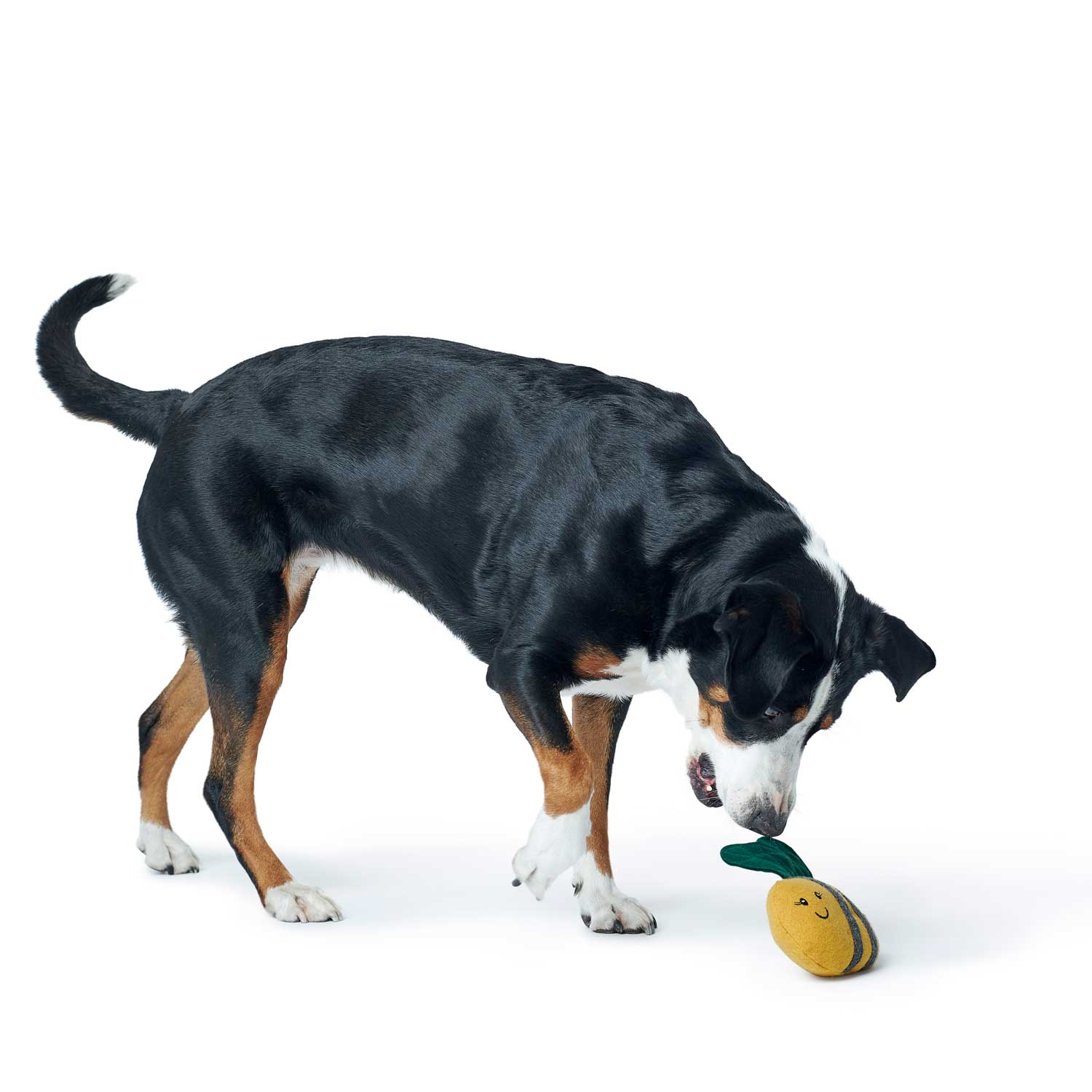 Hundespielzeug Florenz Biene