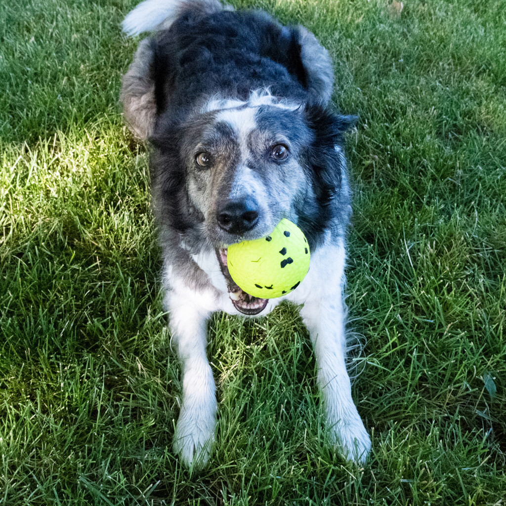 KONG Reflex Ball (Gr. L)