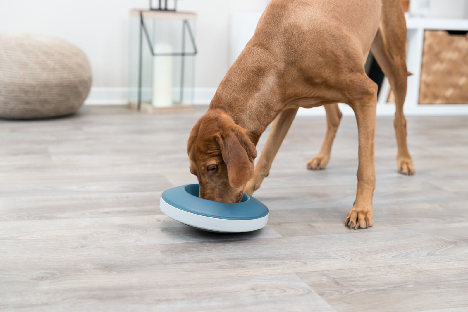 Slow Feeding Napf Rocking Bowl