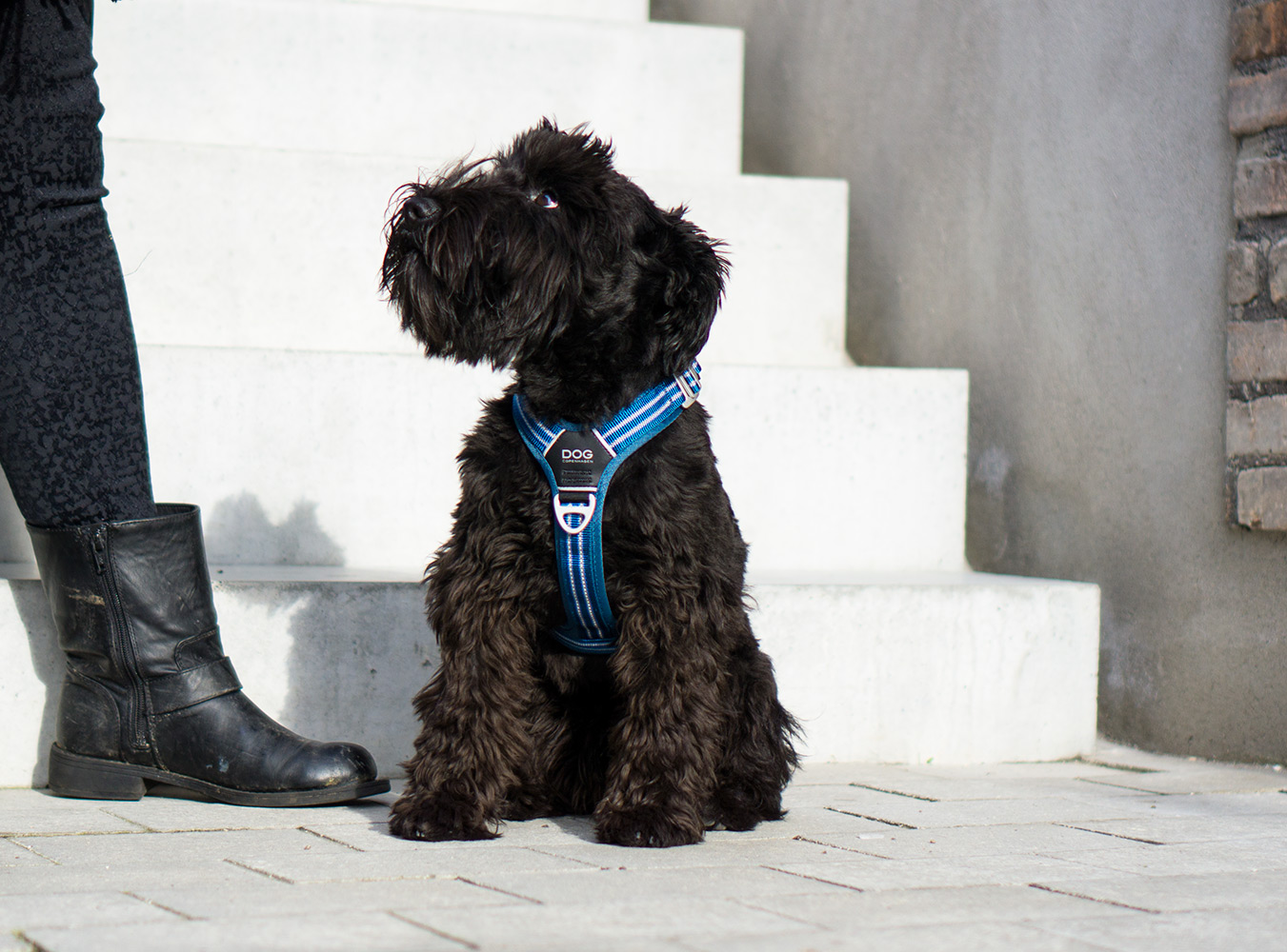 Comfort Walk Harness Air