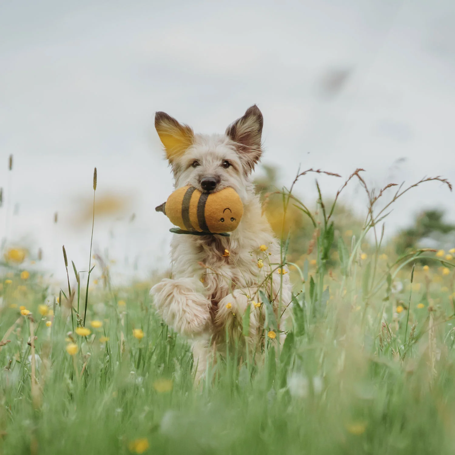 Hundespielzeug Florenz Biene