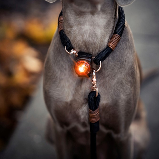 HOLLAND ANIMAL CARE Sicherheit Nachtlicht Bubble Blinker für Hunde