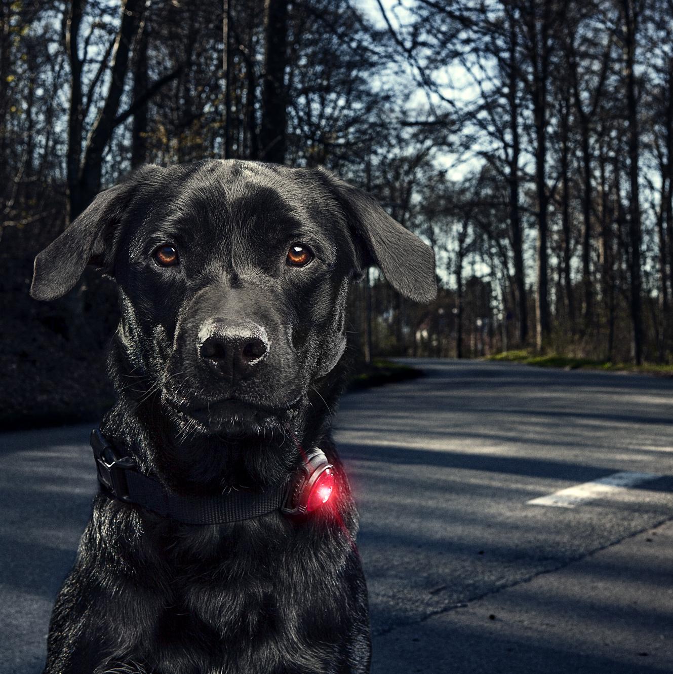 Orbiloc Dog-Light blau