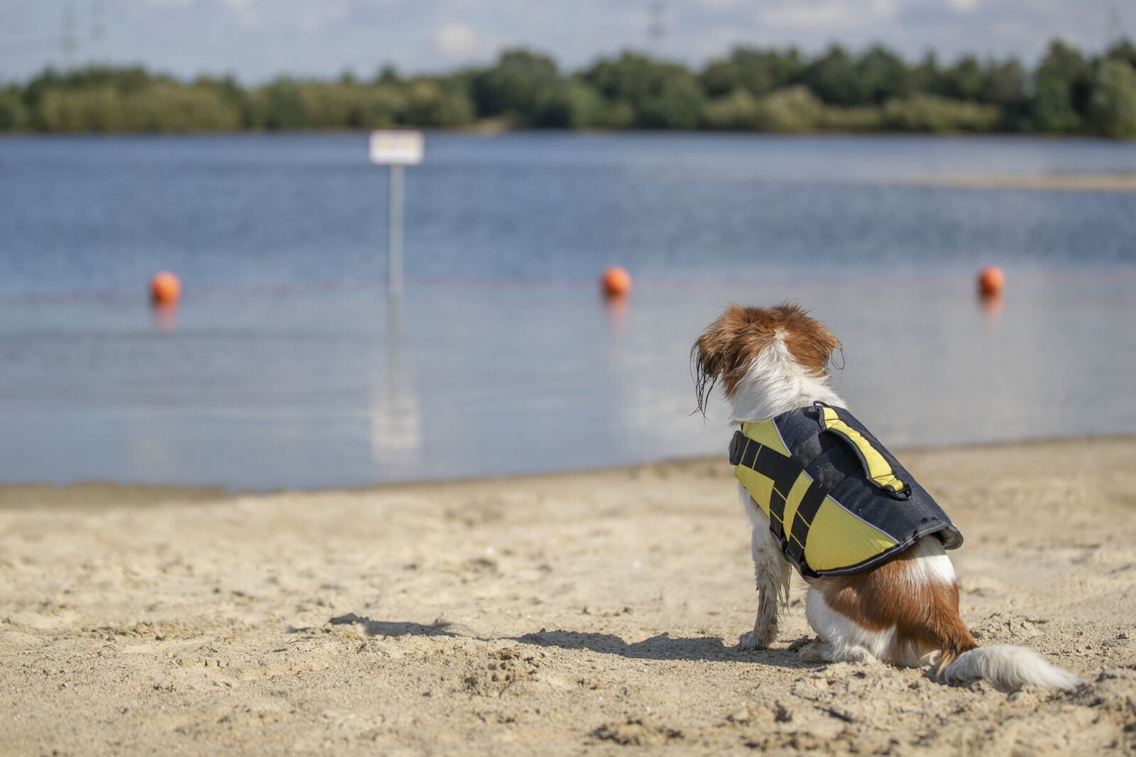 Schwimmweste für Hunde Schwimmweste für Hunde
