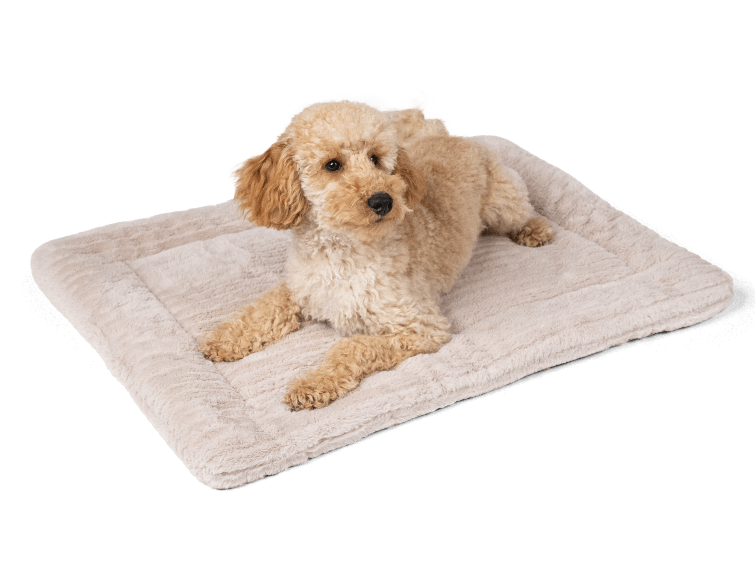 HARMONY  Hundedecke 4cm  creme  50x35cm