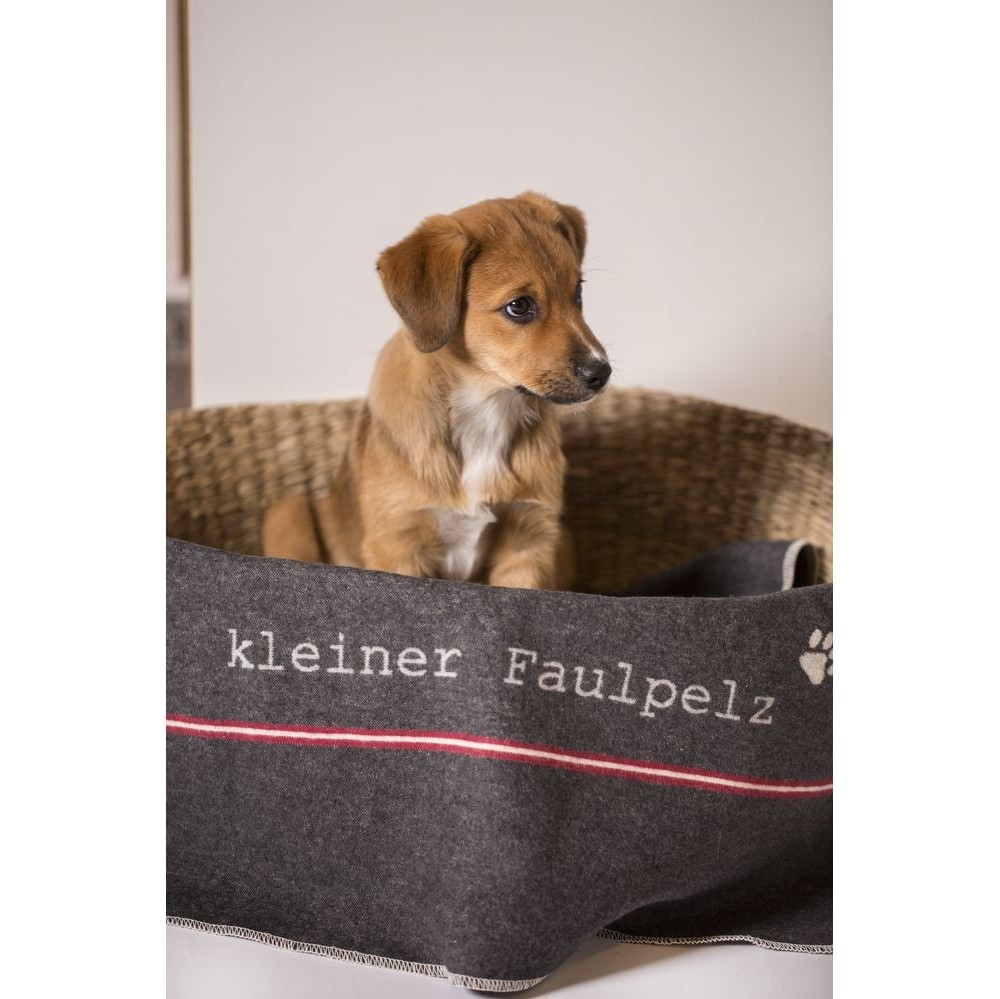 Haustierdecke kleiner Faulpelz 70/90