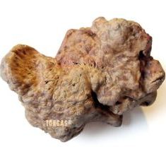TOORGAS Kauwurzel Gr. XL
