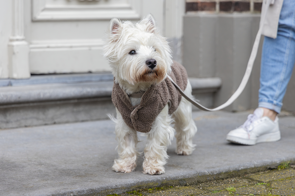 DBL Hundepullover MADELEINE DBL Hundepullover MADELEINE