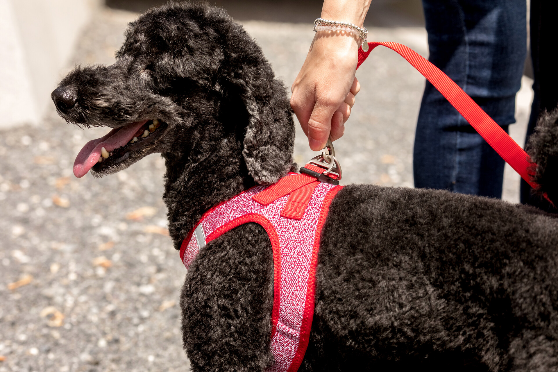 SALE Vest Harness Merino