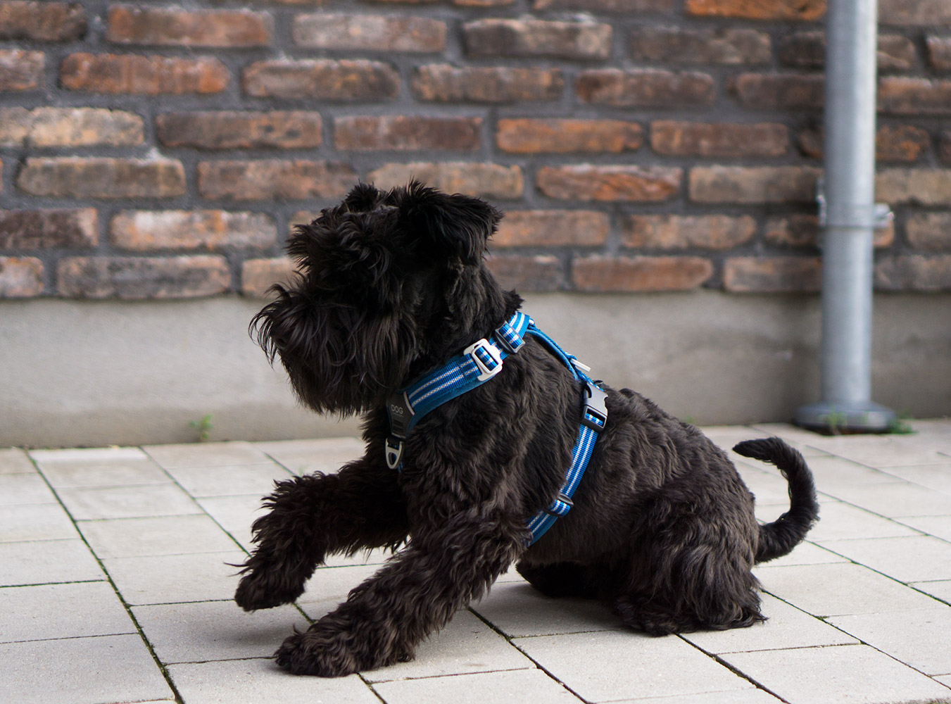 Comfort Walk Air Harness Hunting Green XS (Dog Copenhagen)