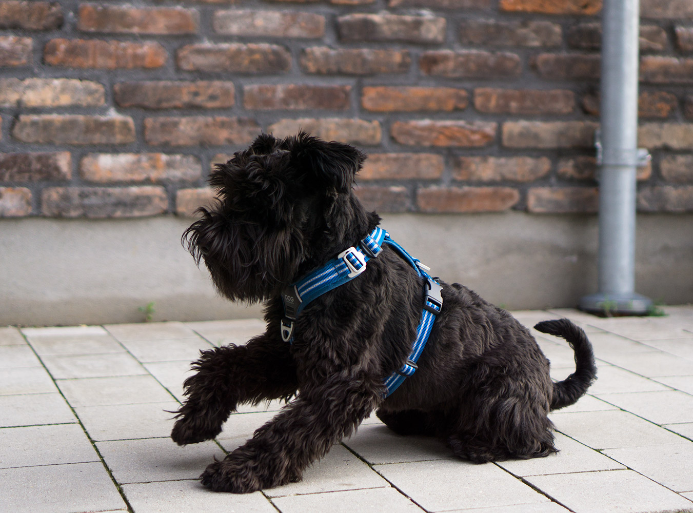 Comfort Walk Harness Air