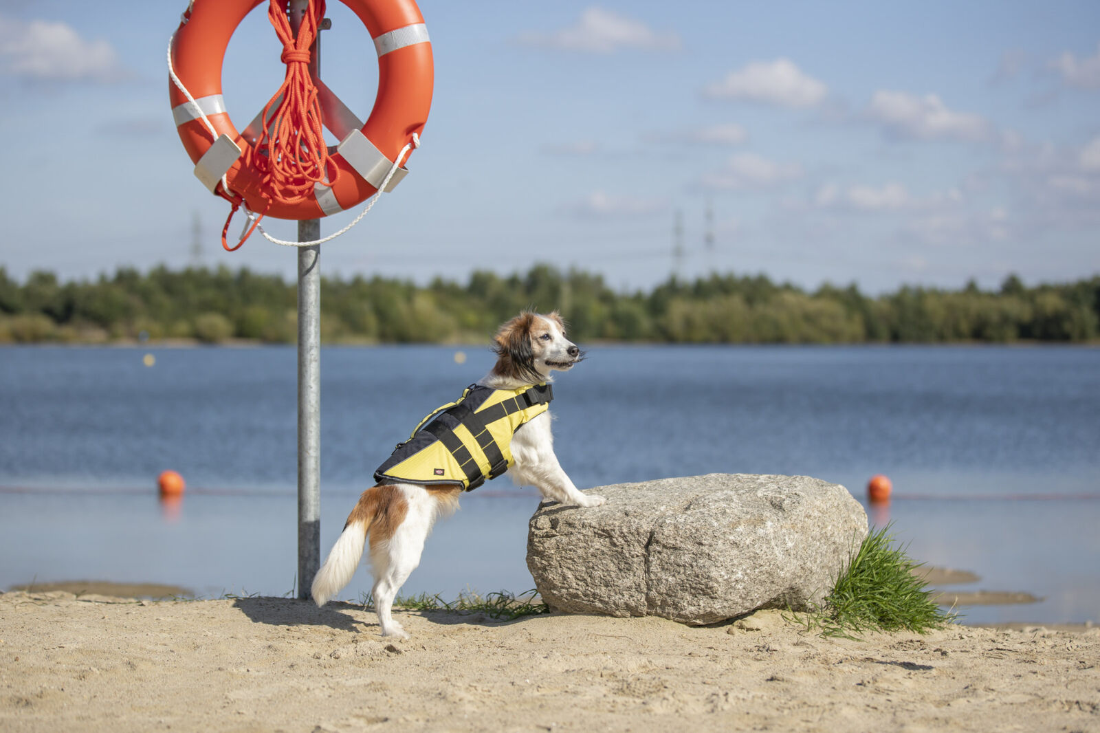 Schwimmweste für Hunde