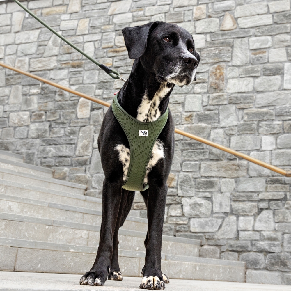 curli Belka Harness Air Mesh