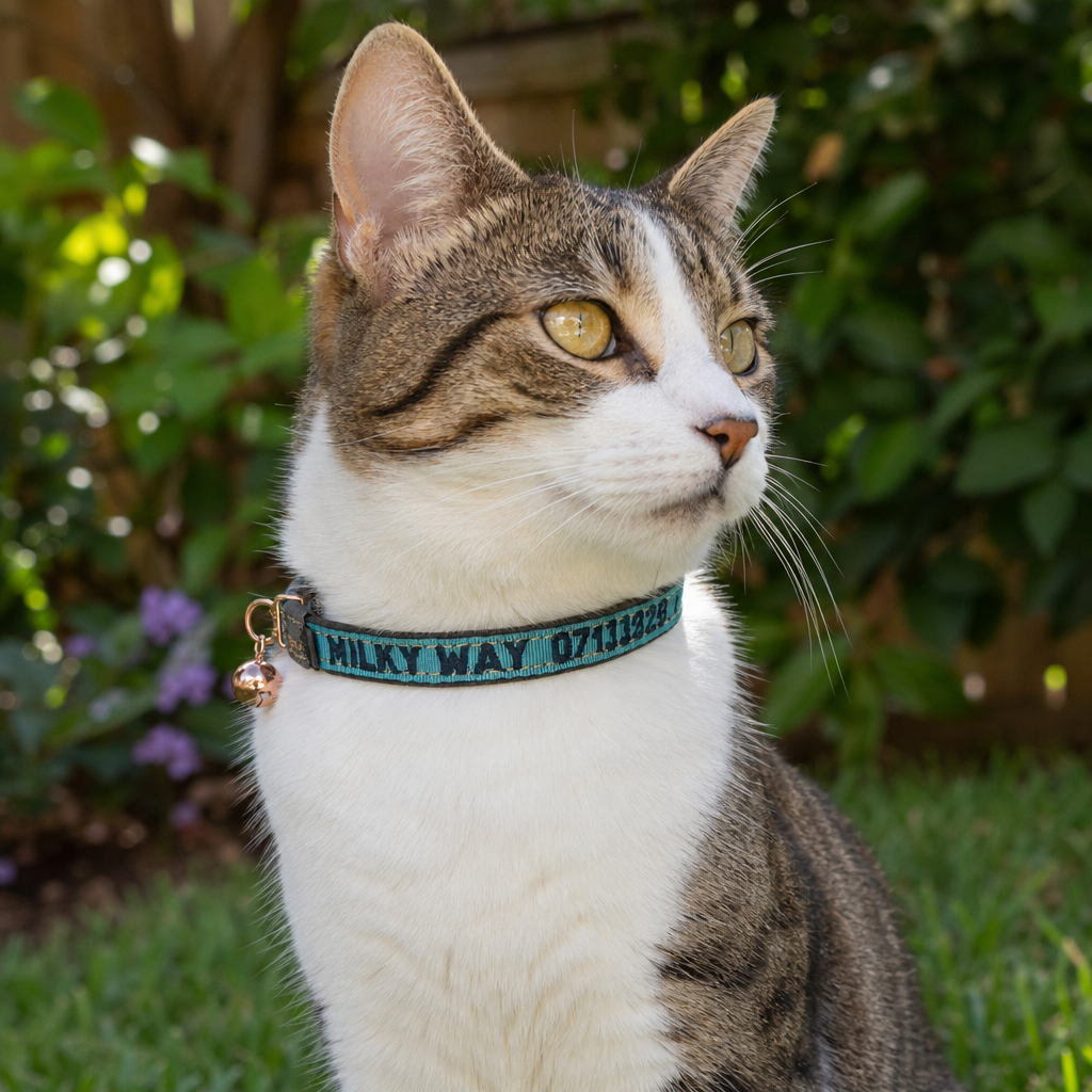 Katzenhalsband Rogz UrbanCat Control türkis