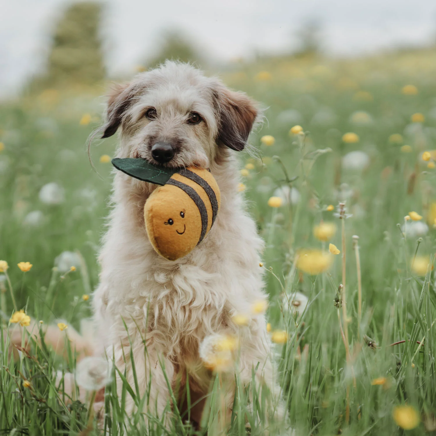 Hundespielzeug Florenz Biene