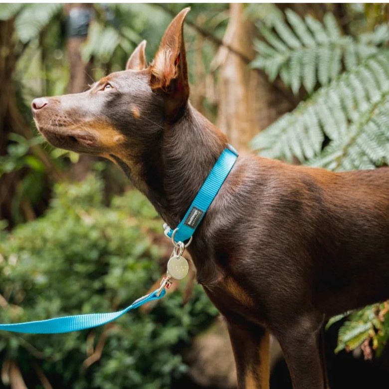 Red Dingo Hundemarke Edelstahl mit Gravur