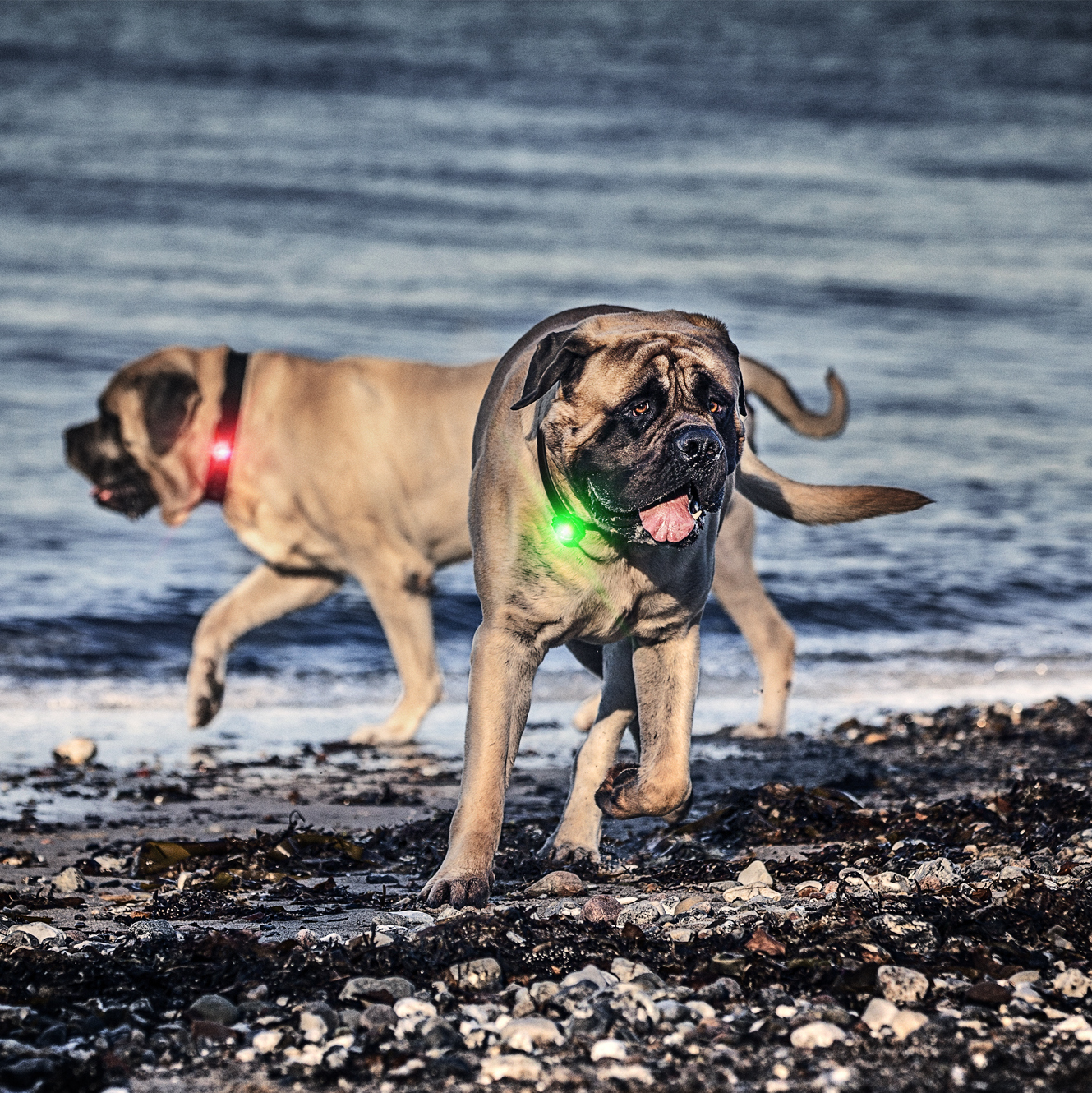 orbiloc_dog_dual_100kg_HR Orbiloc Dog-Light dark