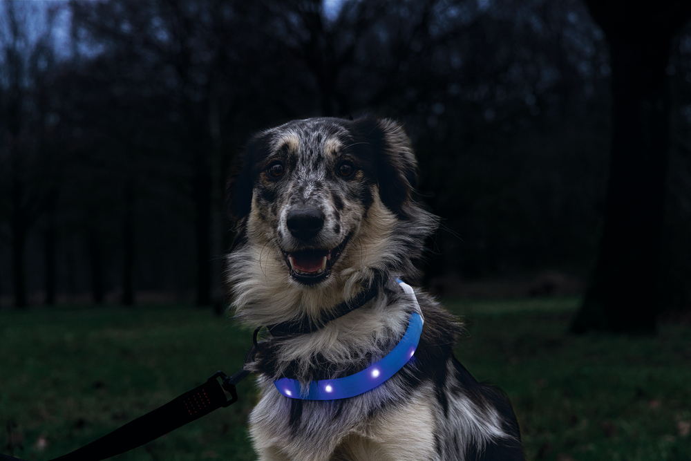 Beeztees Safety Gear Glowy Hundehalsband