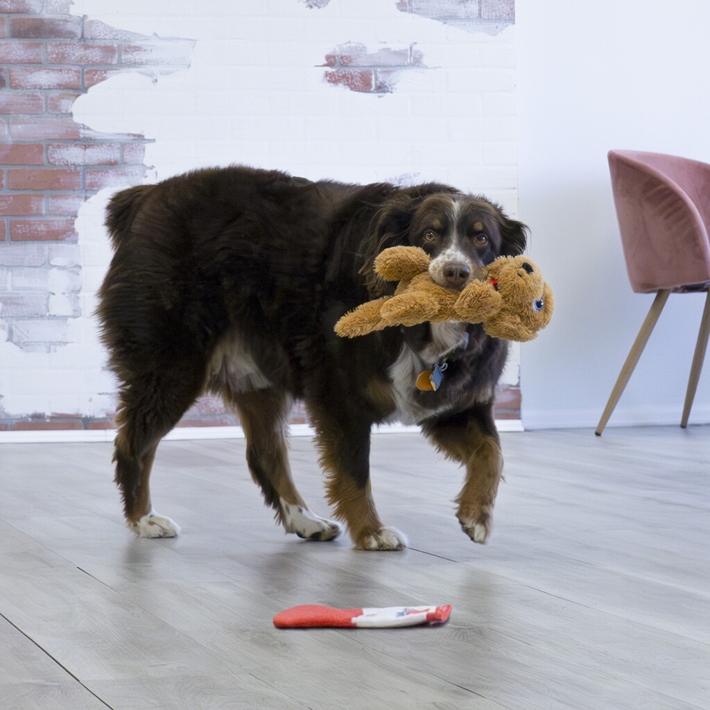 KONG Comfort Pups