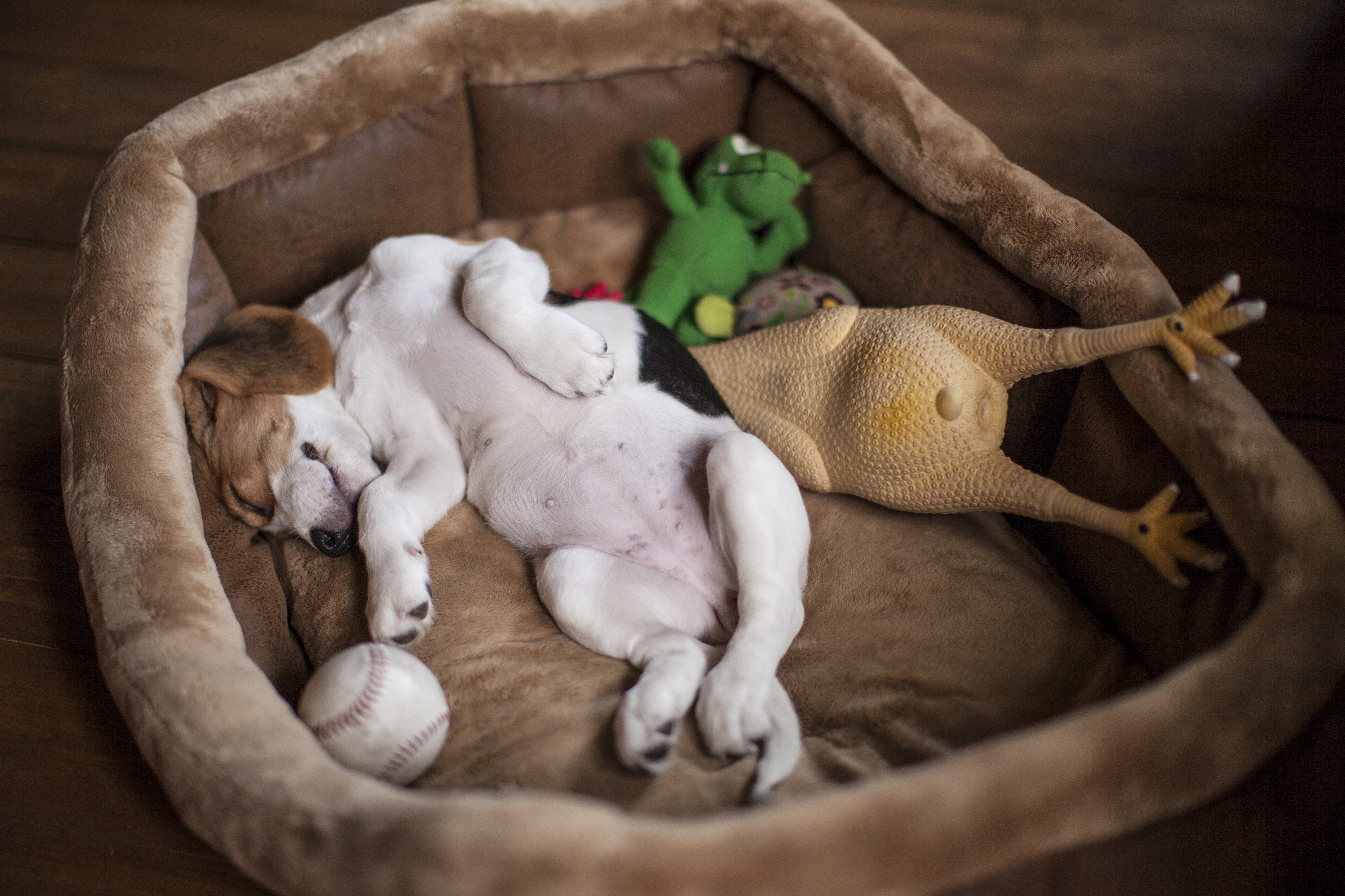 Intelligenzspielzeug für Hunde HIER kaufen