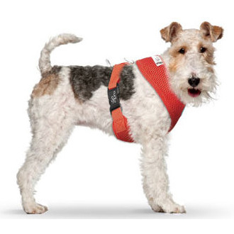 Basic Harness Red S