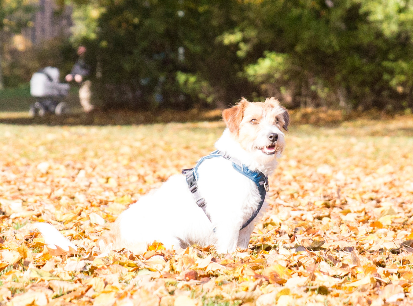 ComfortWalkPro_1-Outdoor_60445a0765e903624 SALE Comfort Walk Pro Harness