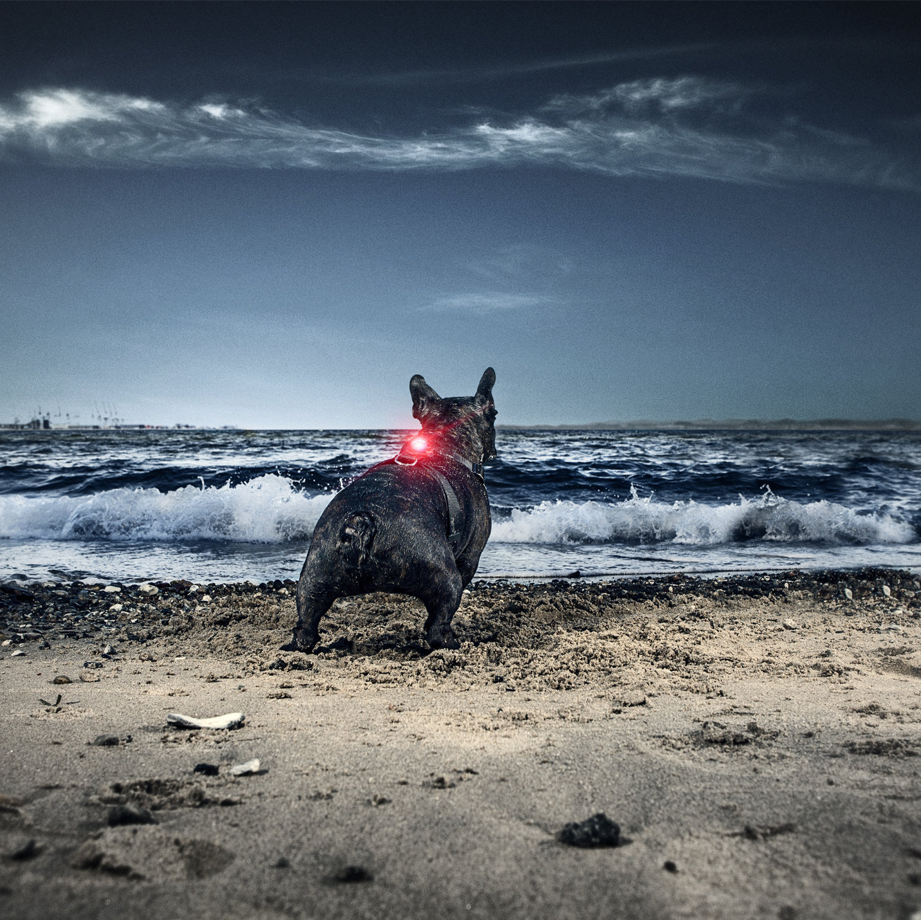 orbiloc_dog_dual_100m_HR Orbiloc Dog-Light dark