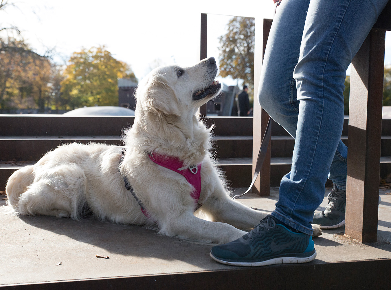 Comfort Walk Pro Harness Purple Passion XS (Dog Copenhagen)