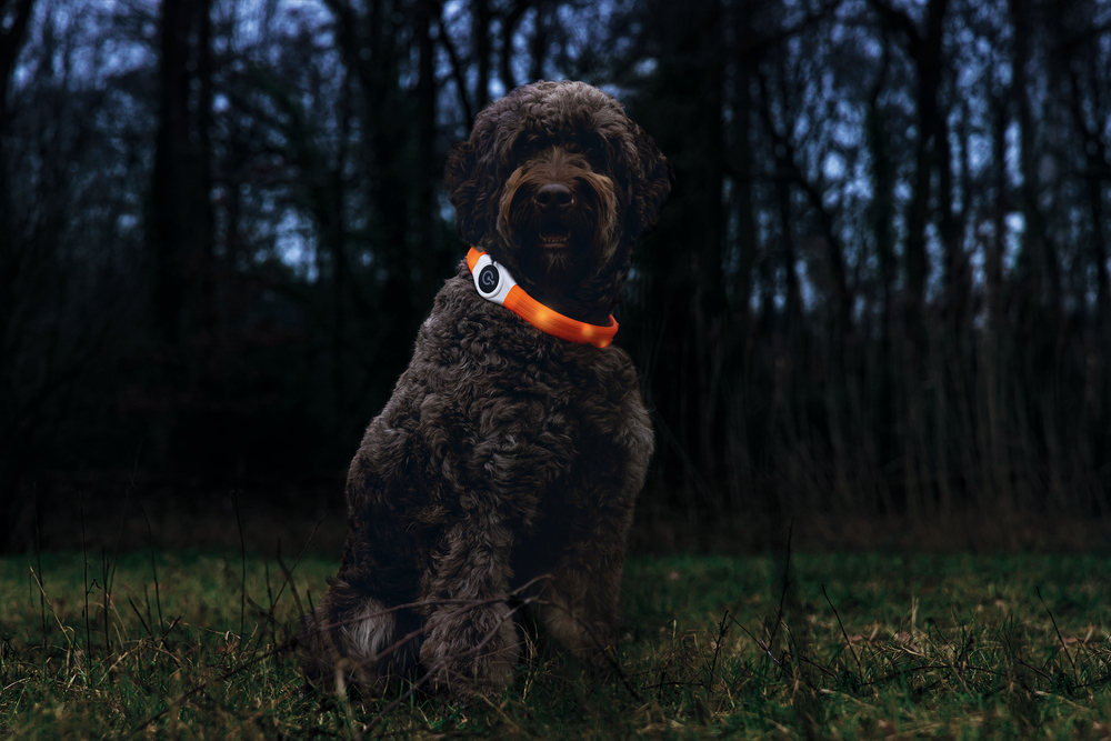Beeztees Safety Gear Glowy Hundehalsband